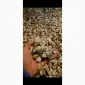 Продаж.Білі гриби морожені ( кубик 1.5×1.5 ) - фото № 2