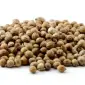Продам посівмат коріандру "ПУЕБЛО" І репродукція - фото № 1