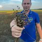 Насіння льону Каолін - фото № 3