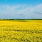 Компанія здійснює закупівлю ріпаку - фото № 1
