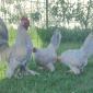 Інкубаційне яйце.(Курчата) Мільфлер фарфоровий - фото № 7