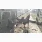 Продам інкубаційне яйце лівенської ситцевої - фото № 2