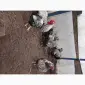Інкубаційні яйця породистих курей - фото № 1