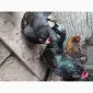 Інкубаційні яйця породистих курей - фото № 4