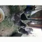 Інкубаційні яйця породистих курей - фото № 5