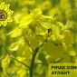 Насіння ріпаку озимого Атлант від виробника - фото № 1