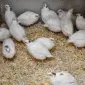 Пропонуємо інкубаційне яйце перепілки породи Техас - фото № 1