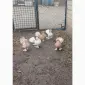 Єйські голуби - фото № 4
