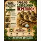 Продам молодняк перепилиний - фото № 1