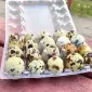 Яйця перепілки - фото № 1