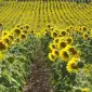 Закупаем зерновые и масличные культуры по всей Украине - фото № 1