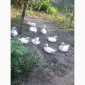 Розпродаж гусей - фото № 2