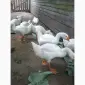 Розпродаж гусей - фото № 3