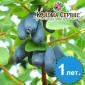 Продам саджанці жимолості сорт Каріна (контейнер 0.5 л) - фото № 2
