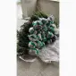 Саджанці Агрусу аґрус крижовнік - фото № 2