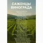 Саджанці винограду тільки найкращі світові сорти. Великий вибір сортів - фото № 4