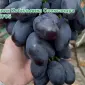 Продам Саджанці Столових та винних сортів винограду - фото № 4