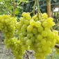 Продам Саджанці винних та столових сортів винограду - фото № 3