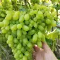Продам Саджанці винних та столових сортів винограду - фото № 6