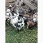 Продам молодняк мускусных уток 4 мес - фото № 1