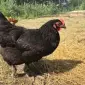 Куры и петушки мясо-яичные Суперхарко Возраст 4 - фото № 1