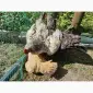 Петух белый молодой дешево - фото № 4