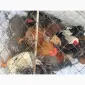 Продам петухов мясояичные: Ред бро - фото № 1