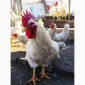 Продаю півня породи Плімутрок - фото № 2