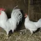 Інкубаційні яйця курей породи Леггорн білий - фото № 1