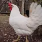 Інкубаційні яйця курей породи Леггорн білий - фото № 2