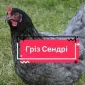 Продаю м’ясо-яєчних курчат Гріз Сендрі - фото № 2