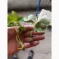 Продам вуса полуниці сорту Румба - фото № 2