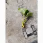 Продам вуса полуниці сорту Румба - фото № 4