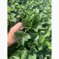Продам саджанці полуниці сорт Румба - фото № 1