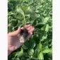 Продам саджанці полуниці сорт Румба - фото № 2