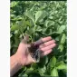 Продам саджанці полуниці сорт Румба - фото № 3
