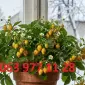 Полуниця кімнатна зимового плодоношення жовтоплодна - vdala.pro - фото № 1