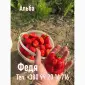 Саджанці полуниці Альба - фото № 2