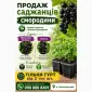 Саджанці смородини Гурт Сертифіковані - фото № 1