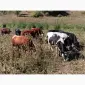 Продам ВРХ. Бики телята - фото № 2