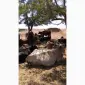 Продам корів - фото № 1
