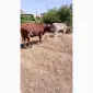 Продам биків - фото № 2