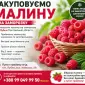 Закуповуємо малину в Лубнах! Самовивіз від 2 тонн - фото № 1