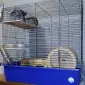 Продам дві шиншили разом з кліткою - фото № 1