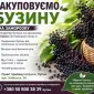 Закуповуємо бузину в Лубнах! Самовивіз від 2 тонн - фото № 1