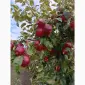 Продам яблука - фото № 3