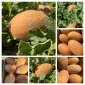 Куплю диню - фото № 1