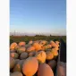 Продам диню Ребекка - фото № 1