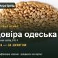 Пшениця Довіра одеська — насіння еліта, РН-1 - фото № 1