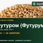 Пшениця Футуром (Футурум) — насіння еліта, РН-1 - фото № 1